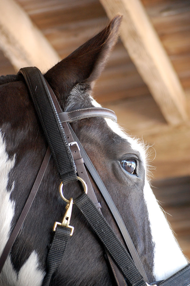 Close up image of a horse at Willow Tree Farming in Norfolk.